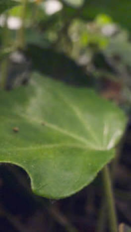 Video-Vertical-De-Cerca-Del-Suelo-Del-Bosque-Con-Hojas-De-Plantas-Que-Crecen